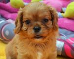 Cavalier King Charles Spaniel