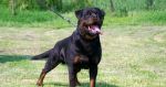 Rottweiler na krytie-slovenská šampión krásy