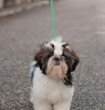 Shih Tzu - šteniatka. shi-tzu, si-cu, si-tzu )