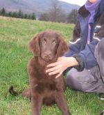 Flat coated retriever s Pp - hnědá štěnátka