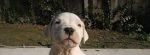 Predám pekné šteniatka - Argentinsá Doga, Dogo Argentino, Argentin dog