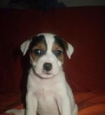 Jack russell terier- parson