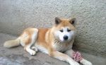 Akita inu-steniatka