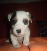 Jack russell terier- parson
