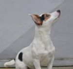 Predam fenku Jack Russell terier