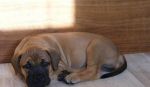 Boerboel štěňata