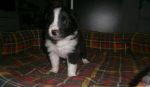 Border collie s PP