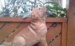 Shar pei