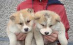 Akita inu-steniatka