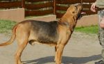 Bloodhound steniatka