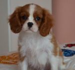 Cavalier King Charles Spaniel s PP