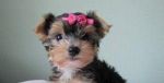 Yorkshire terrier / jorkšír/ - mini toy šteniatka