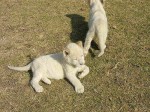  tiger Cubs, lví mláďatá na predaj Gepard mláďatá