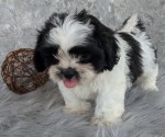 Vynikajúce šteniatka shih-tzu 