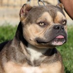 American bully pocket