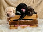 Roztomilé registrované šteniatka labradora pripravené na predaj