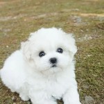 maltézske šteniatka na adopciu