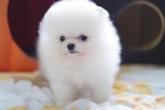 Pomeranian Šteniatko wahstapp +386 69897613