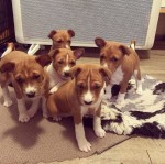Adorable Basenji Puppies