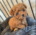 Toy poodle  Available
