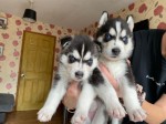 Razumijevanje štenaca sibirskog haskija  whatsapp +420 734384520