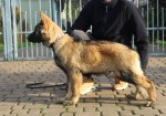Nemecký ovčiak dlhosrstý, pes s PP