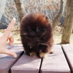 Pomeranian šteňa na adopciu