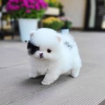 Pomeranian šteňa na adopciu