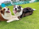 Nádherné šteniatka Border Collie,