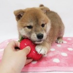Zdravé šteniatka Shiba Inu na adopciu