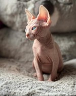 Koťata Sphynx k adopci