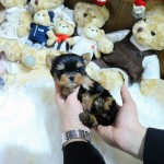 Šteniatka Yorkie na adopciu