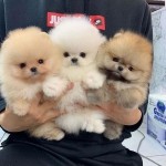 Německý špic. Mini pomeranian