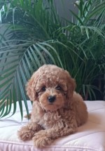 Mini female poodle