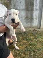 Dogo Argentino puppies