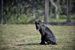 Cane Corso puppies