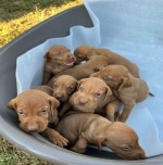 Hungarian vizle puppies