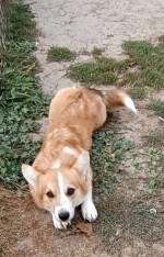 Male Welsh Corgi puppy