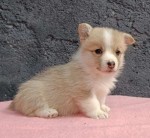 Pembroke Welsh Corgi šteniatka