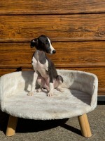 Whippet puppies