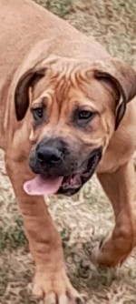 Boerboel-South African Mastiff