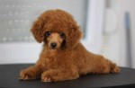 Na predaj šteniatka Toy Poodle