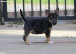 Šteniatka Mini Bull Terrier