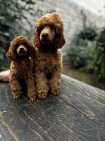 Poodle puppies