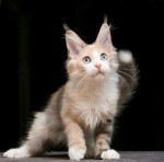 Dostupné mačiatka Maine Coon na adopciu