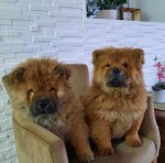 Štenici Chow Chow