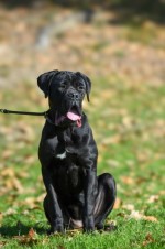 Na predaj fenka Cane Corso