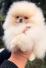 Pomeranian Boo