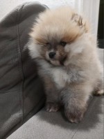 Pomeranians - Love at First view!