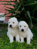 Zlatý retríver Golden retriever Šteniatka